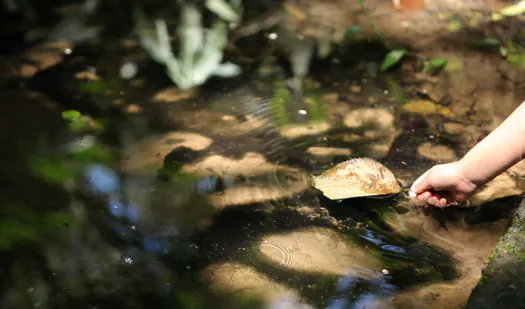 BRK Ambiental destaca a importância do Dia de Proteção às Florestas