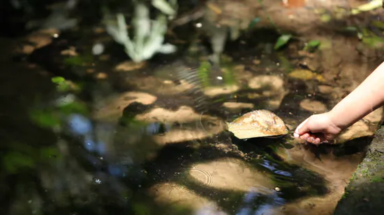 BRK Ambiental destaca a importância do Dia de Proteção às Florestas