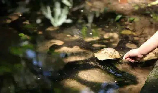 Dia de Proteção às Florestas: BRK destaca a importância da conservação de mananciais