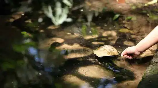 Dia de Proteção às Florestas: BRK destaca a importância da conservação de mananciais