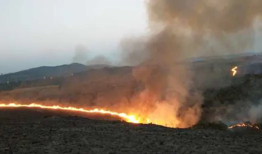 Uso irregular do fogo e vandalismo estão entre os motivos que causam incêndios florestais