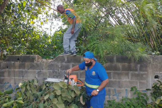 Tempestade derruba 32 árvores em condomínio de SP que ficou quatro dias sem luz