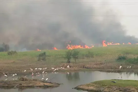 Senado pede para governo incluir Pantanal no combate às queimadas