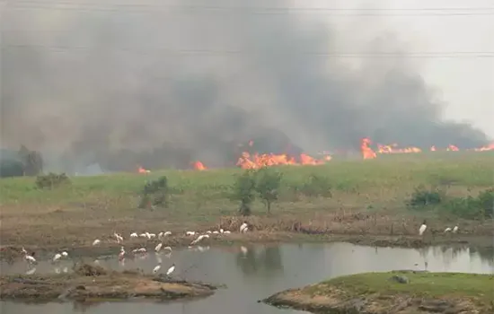 Senado pede para governo incluir Pantanal no combate às queimadas