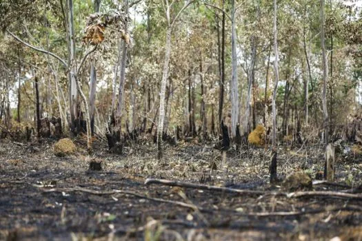 Desmatamento em terras indígenas provocou emissão de CO2 na Amazônia