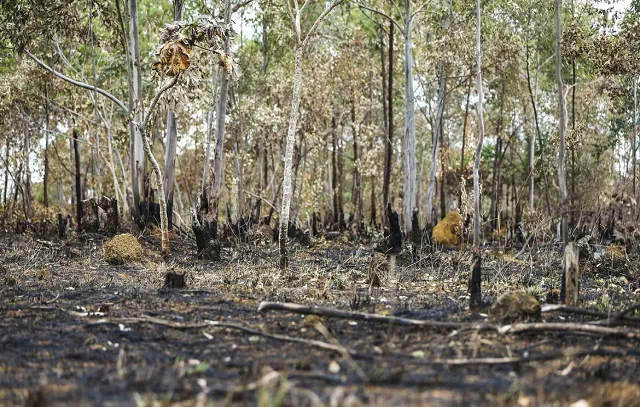 Desmatamento em terras indígenas provocou emissão de CO2 na Amazônia