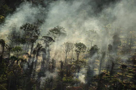 Mesmo com proibição, queimadas em floresta no MT são flagradas pelo Greenpeace