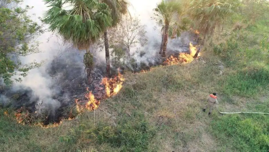 Pantanal tem recorde de queimadas em 22 anos no MS