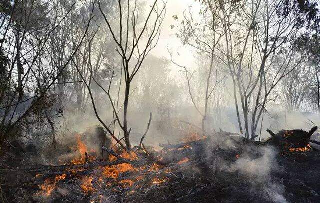 Governo inicia ação de queima prescrita para minimizar danos de incêndios florestais
