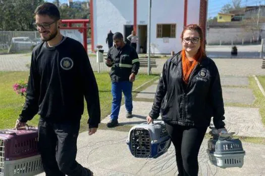 Equipe ambiental reintroduz ratão-do-banhado à natureza em Ribeirão Pires