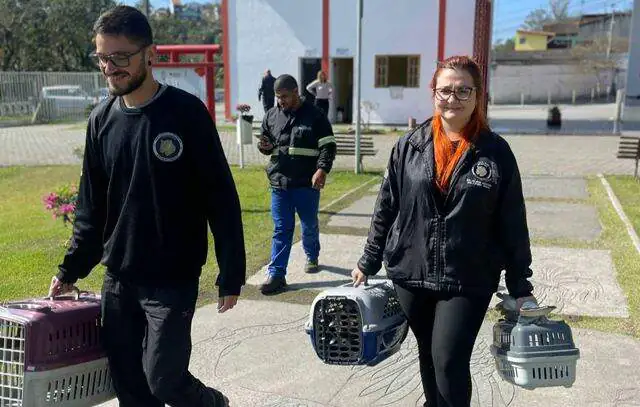 Equipe ambiental reintroduz ratão-do-banhado à natureza em Ribeirão Pires