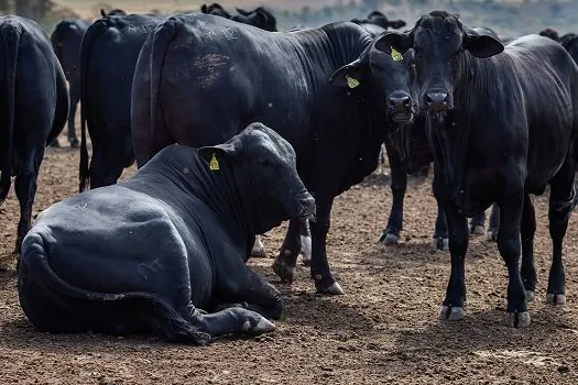 Rebanho bovino nacional teve aumento de 3,1% em 2021