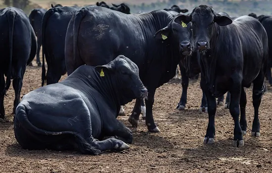 Rebanho bovino nacional teve aumento de 3