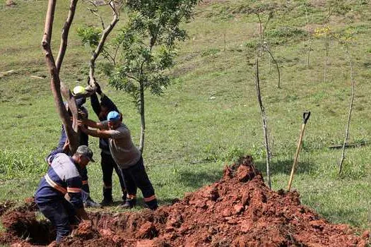 Obra do Quarteirão terá compensação ambiental com plantio de 270 árvores