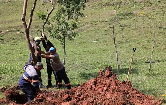 Obra do Quarteirão terá compensação ambiental com plantio de 270 árvores