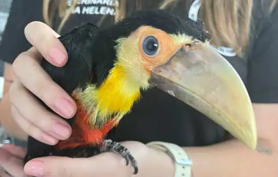 Equipe Ambiental de Ribeirão Pires salva mais de 200 animais em janeiro