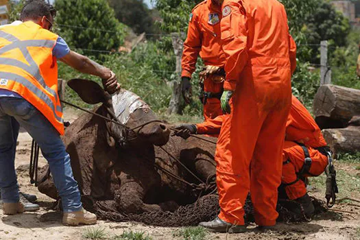 Equipe resgata 350 animais em Brumadinho