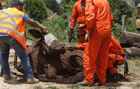 Equipe resgata 350 animais em Brumadinho