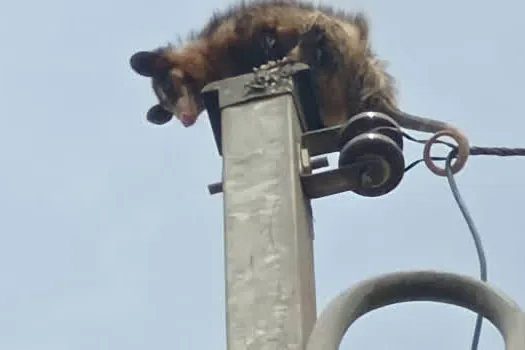 Equipe ambiental de Ribeirão Pires resgata Saruê de cima de um poste