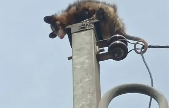 Equipe ambiental de Ribeirão Pires resgata Saruê de cima de um poste