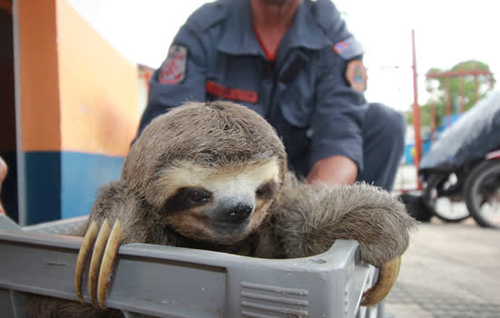 Defesa Civil de Ribeirão Pires resgata animais silvestres na cidade