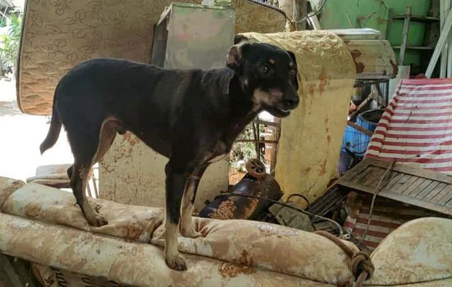 Voluntários seguem com trabalhos para resgate de animais no Litoral Norte