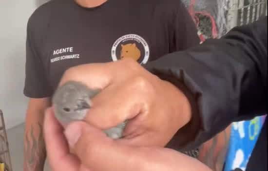 Equipe Ambiental de Ribeirão Pires salva quatro aves