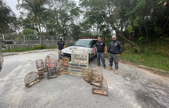 Equipe Ambiental de Ribeirão Pires resgata 37 aves de cativeiro clandestino