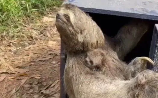 Mãe e filhote de bicho-preguiça são resgatados no Parque do Pedroso