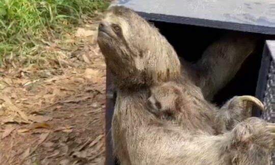 Mãe e filhote de bicho-preguiça são resgatados no Parque do Pedroso