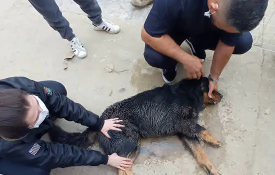 CCZ resgata cachorro doente em Ribeirão Pires