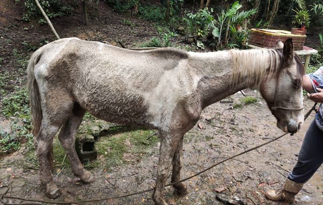 Ribeirão Pires e Mauá realizam operação e resgatam 17 animais vítima de maus-tratos