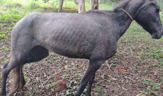 Equipe Ambiental de Ribeirão Pires resgata cavalo abandonado em Ouro Fino