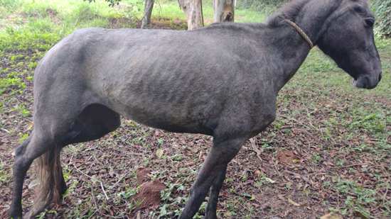 Equipe Ambiental de Ribeirão Pires resgata cavalo abandonado em Ouro Fino