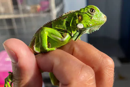 Equipe de Proteção à Fauna flagra tráfico de animais em Ribeirão Pires