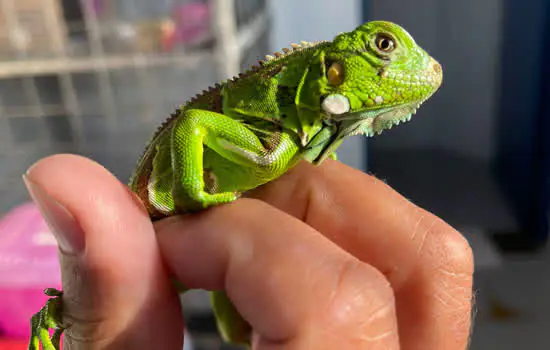 Equipe de Proteção à Fauna flagra tráfico de animais em Ribeirão Pires