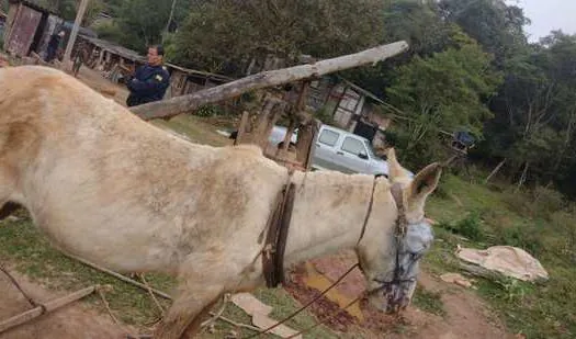 Equipe Ambiental de Ribeirão Pires realiza resgate de mula