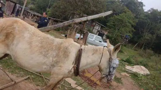 Equipe Ambiental de Ribeirão Pires realiza resgate de mula