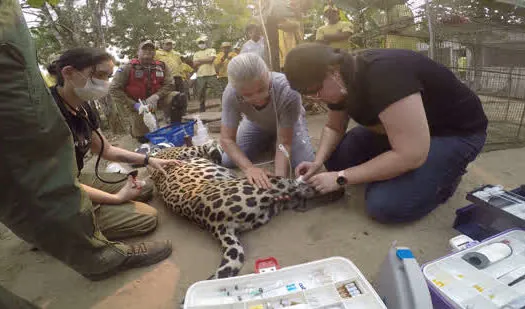 Pantanal: CNN revela a rotina dos brigadistas que tentam salvar a região