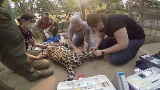 Pantanal: CNN revela a rotina dos brigadistas que tentam salvar a região