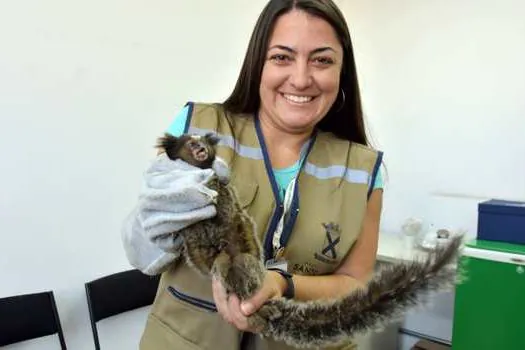 Sagui é resgatado no prédio da Prefeitura de Santo André