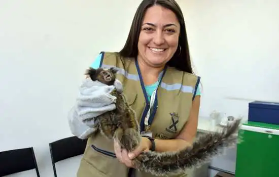 Sagui é resgatado no prédio da Prefeitura de Santo André