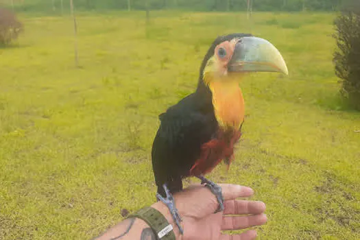 Secretaria de Meio Ambiente resgata tucano em Ribeirão Pires