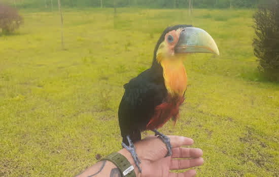 Secretaria de Meio Ambiente resgata tucano em Ribeirão Pires