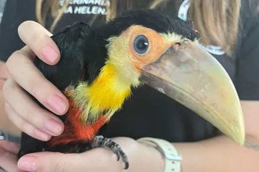 Equipe Ambiental de Ribeirão Pires salva dois filhotes de tucanos