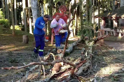 Defesa Civil retira árvore no Parque Pérola da Serra