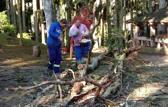 Defesa Civil retira árvore no Parque Pérola da Serra