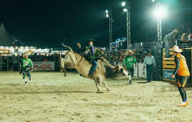 Itaquá Rodeio Fest terá equipe veterinária e cuidados rigorosos com os animais