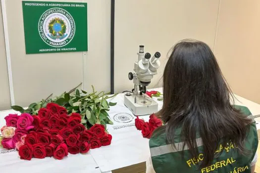 Dia dos Namorados terá reforço de 50 toneladas de rosas colombianas