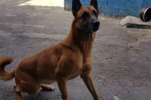 Canil da GCM de Ribeirão Pires está doando Pastor Belga